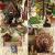 Sekrety lasu* - Book Nook