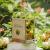 Zaczarowany las - Miniaturowy domek Book Nook